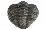 Perfectly Enrolled Drotops Trilobite - About Around #311191-3